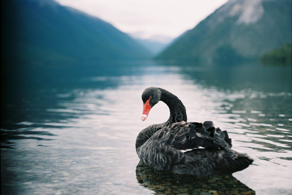 Using Captives to Insure Against Black Swan Events