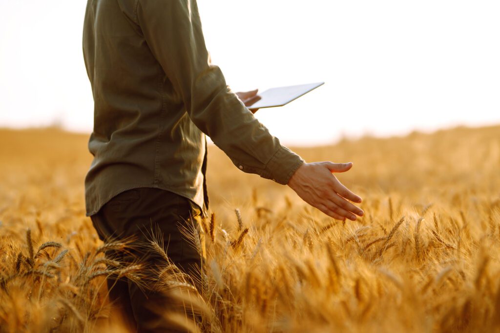 Young farmer in sterile medical masks with a tablet in their hands in a wheat field during pandemic.