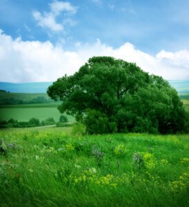 CIC Services Boosts EnviroCap with Auto, Comp, and General Liability Additions CIC Services Boosts EnviroCap with Auto, Comp, and General Liability Additions